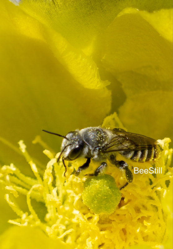 Native bee photographed by Joan Fox