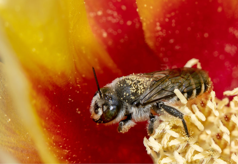 Native bee photographed by Joan Fox