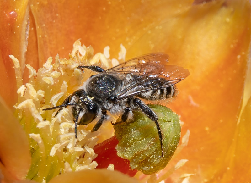 Native bee photographed by Joan Fox