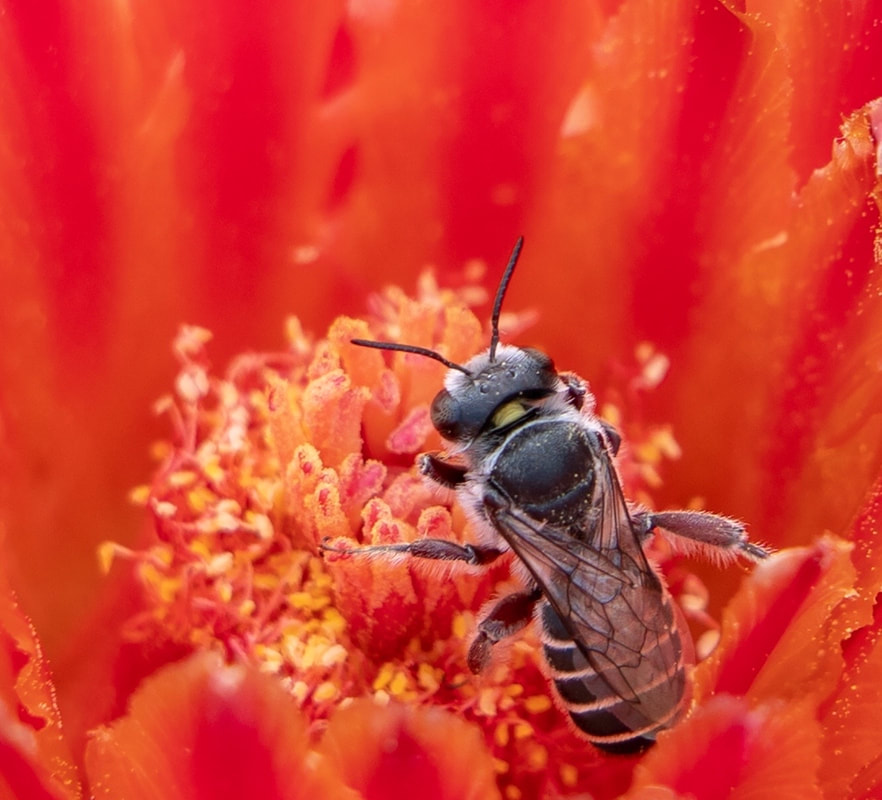 Native bee photographed by Joan Fox
