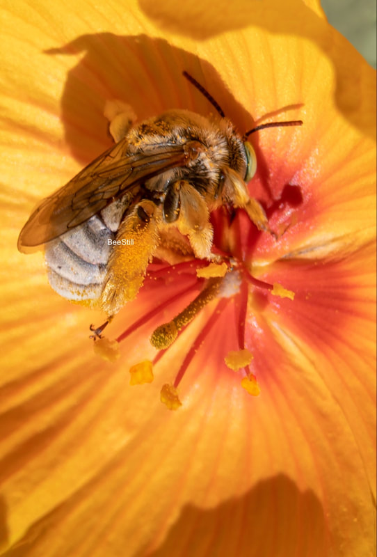 Native bee photographed by Joan Fox