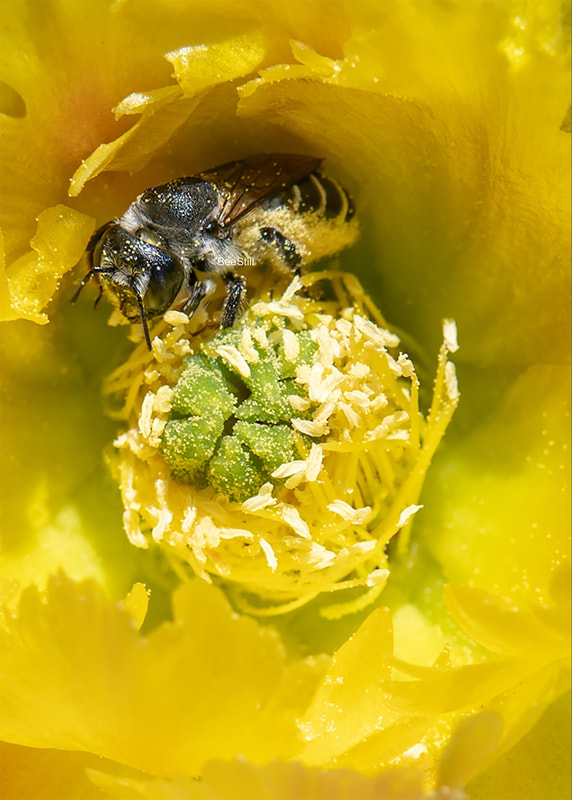 Native bee photographed by Joan Fox
