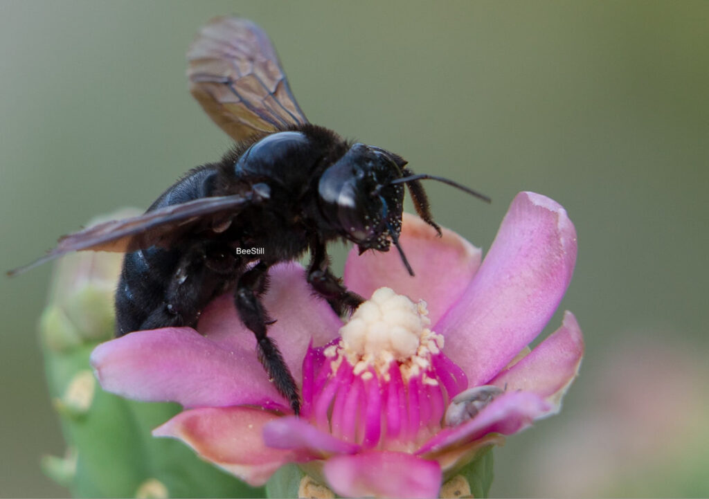 Native bee photographed by Joan Fox