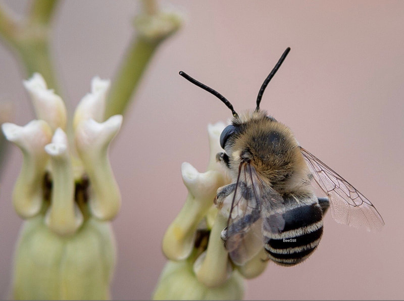 Native bee photographed by Joan Fox